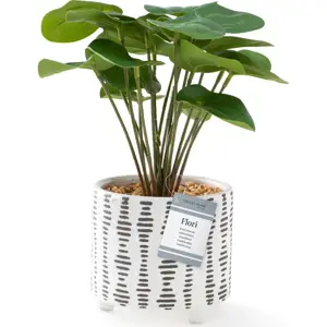 Umělá rostlina (výška 23 cm) Flori Pilea – AmeliaHome